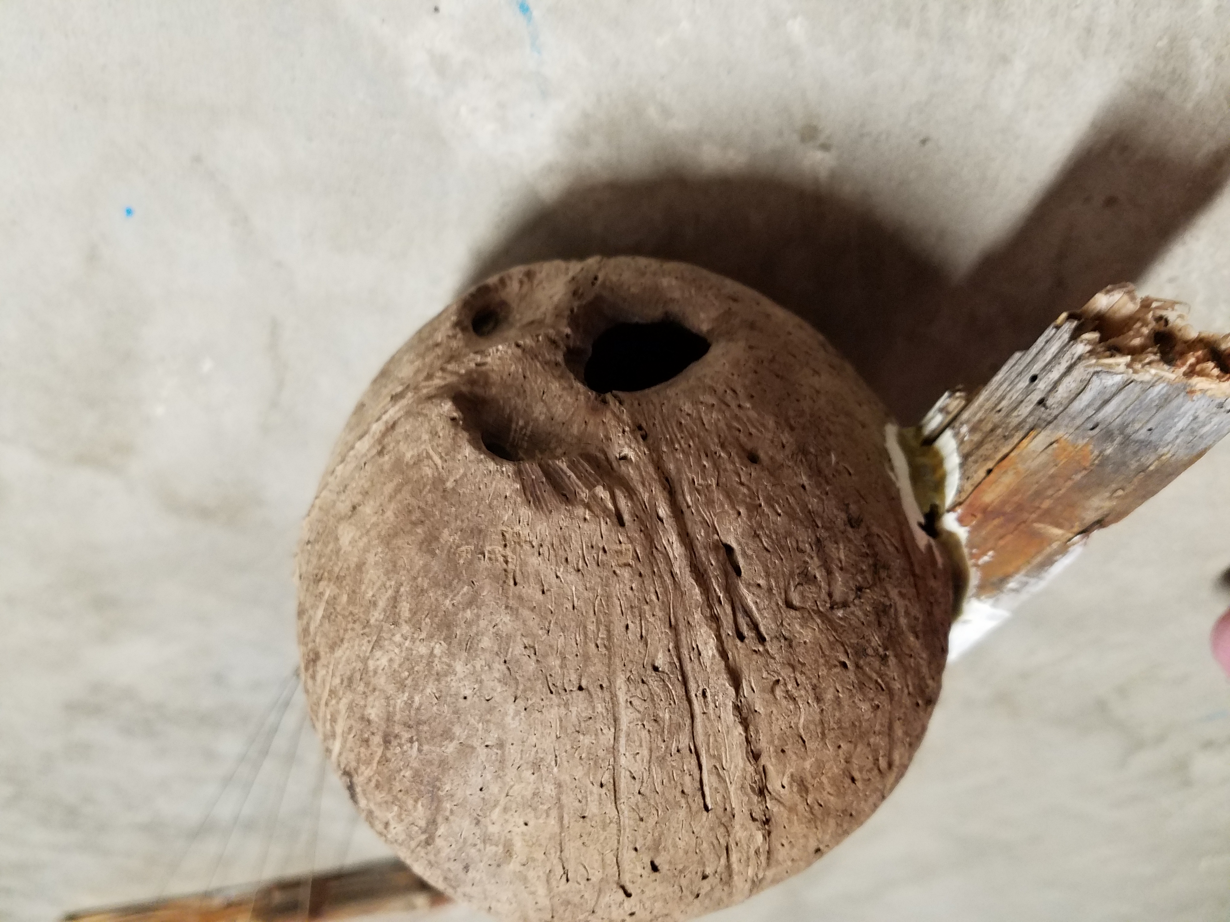 The coconut doesn&rsquo;t look very happy
