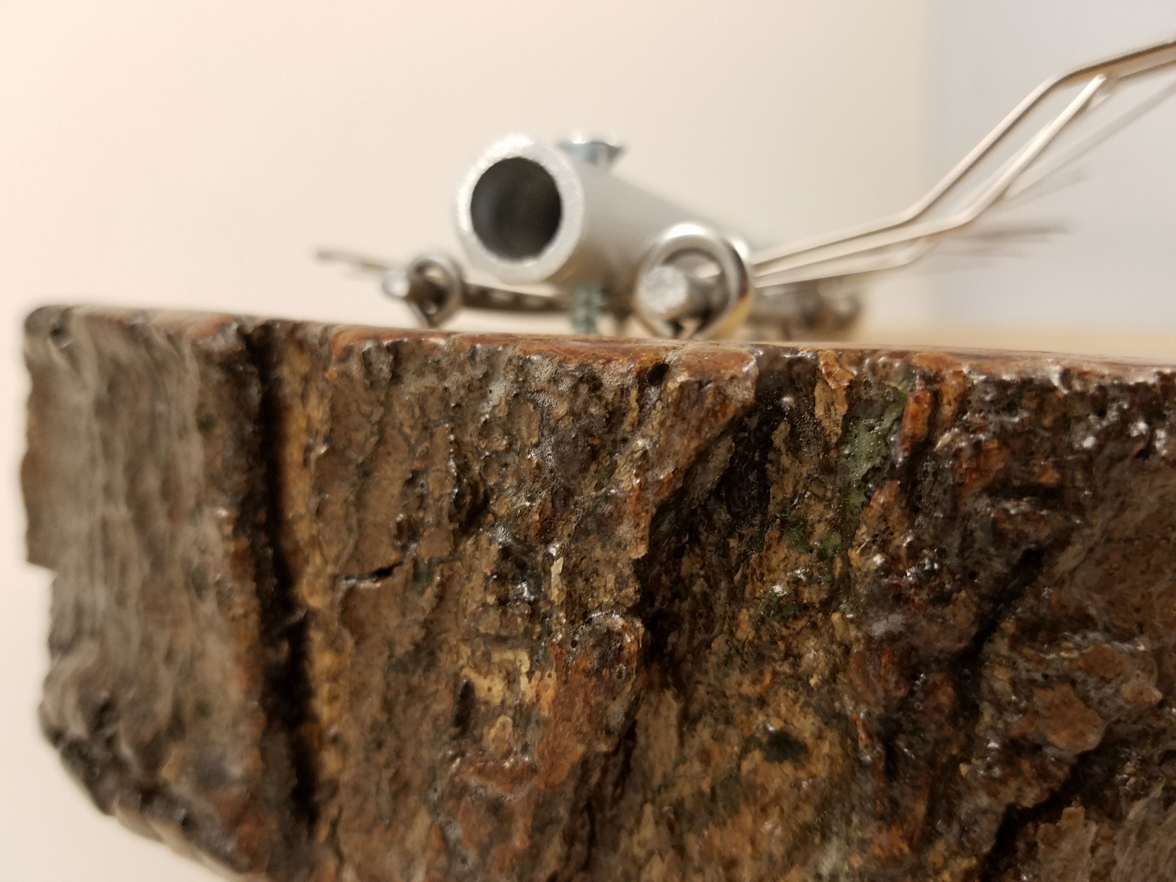 Great texture on the tree bark